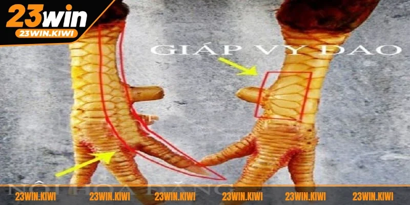 Vảy Giáp Vy Đao là dấu hiệu của một chiến kê dũng mãnh, đáng gờm trên sàn đấu