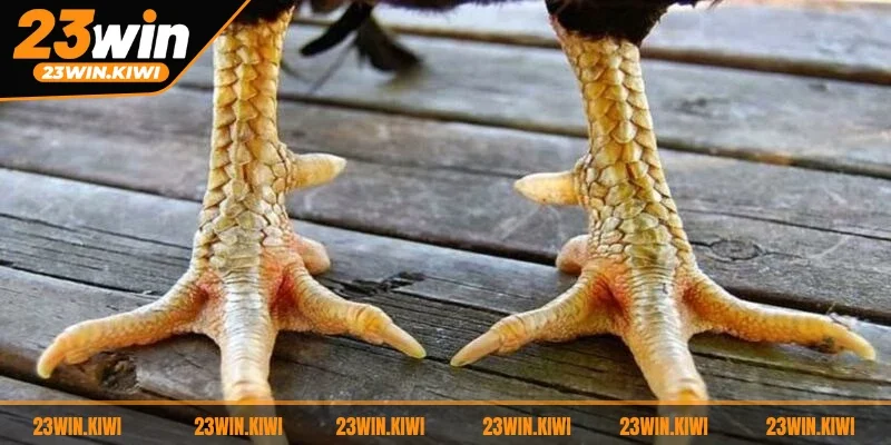 Theo cách xem vảy gà linh, Đại Giáp là đặc điểm của chiến kê đầy tiềm năng