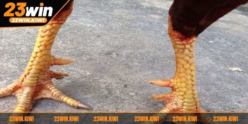 Lưu ý một số điểm quan trọng giúp sư kê dễ dàng xem vảy gà linh chính xác